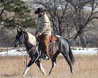 athletic-draft-horse