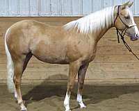 athletic-quarter-horse