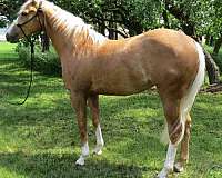 calf-roping-quarter-horse