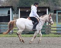 large-pony-poa