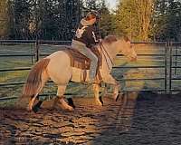 available-poa-pony