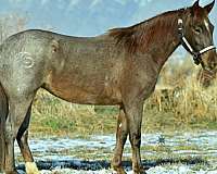 all-around-quarter-horse