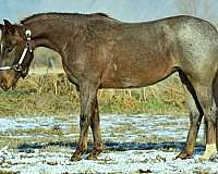 calf-roping-quarter-horse