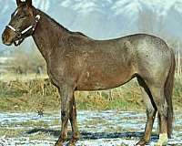 athletic-quarter-horse