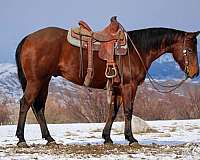 all-around-quarter-horse