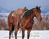 athletic-quarter-horse