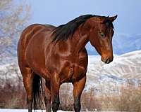 flashy-quarter-horse