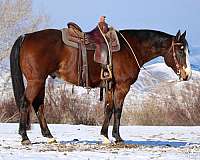 all-around-quarter-horse