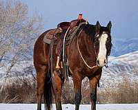 athletic-quarter-horse