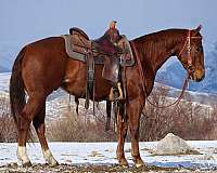 all-around-quarter-horse