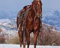 athletic-quarter-horse