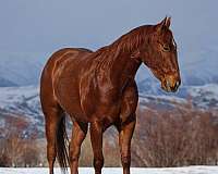 flashy-quarter-horse