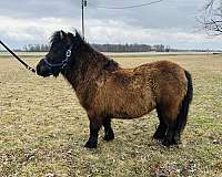 miniature-pony-for-sale