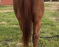 beautiful-quarter-horse