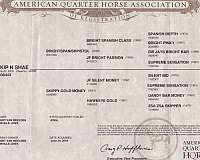 broodmare-quarter-horse