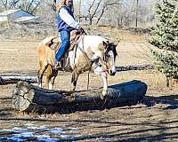 ground-work-mare