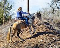 buckskin-paint-horse