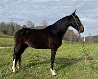 cart-trained-kentucky-mountain-horse