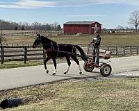 cart-trained-horse