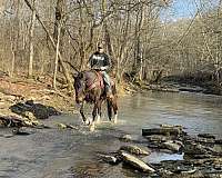 cart-trained-gelding