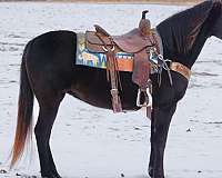 cart-trained-kentucky-mountain-horse