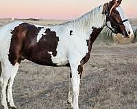 all-around-paint-horse