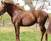 gap-thoroughbred-horse