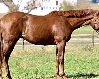 lay-down-thoroughbred-horse