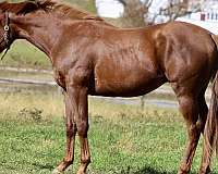 online-thoroughbred-horse