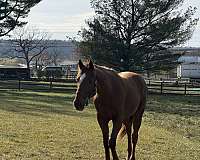 all-around-thoroughbred-horse