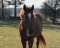 anyone-thoroughbred-horse