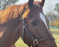 auction-thoroughbred-horse