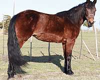 all-around-missouri-fox-trotter-horse