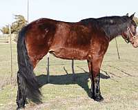 endurance-missouri-fox-trotter-horse