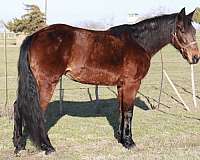 athletic-missouri-fox-trotter-horse