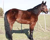 trail-riding-missouri-fox-trotter-horse