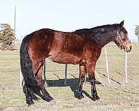 youth-missouri-fox-trotter-horse