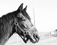 bay-missouri-fox-trotter-mare