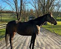 trail-riding-thoroughbred-horse