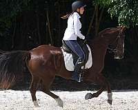 dressage-horse