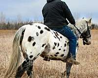 beginner-appaloosa-horse