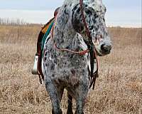 white-black-spotted-leopard-horse