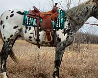 family-safe-appaloosa-horse