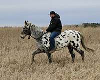 trail-riding-appaloosa-horse