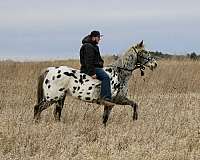 all-around-appaloosa-horse