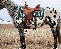 western-pleasure-appaloosa-horse