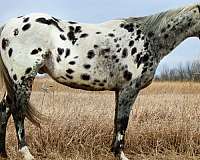 beautiful-black-appaloosa-horse