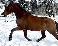 andalusian-gelding