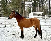 bay-ancce-pre-gelding