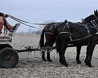 driving-team-mule-gelding